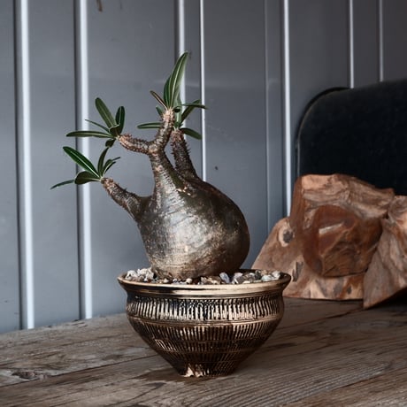 祥瑞写 鉢 村田森 CATEGORY 森田昌求 作品 植木鉢 | Botanical Holic