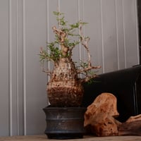オペルクリカリア パキプス φ13cm［No.25］  × 磯部祐介 作品【 瓦 - kawara - "金剛"  】 5号 植木鉢 笠間焼