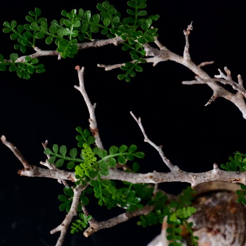 オペルクリカリア・パキプス　まん丸コンパクト　　ミニパキプス HACHI-8公式】オペルクリカリア・パキプス -Operculicarya pachypus