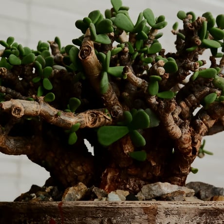《 size L》ケラリア ピグマエア［No.101］  ×   沼野秀章 作「 刻ム音 」4号 植木鉢 笠間焼