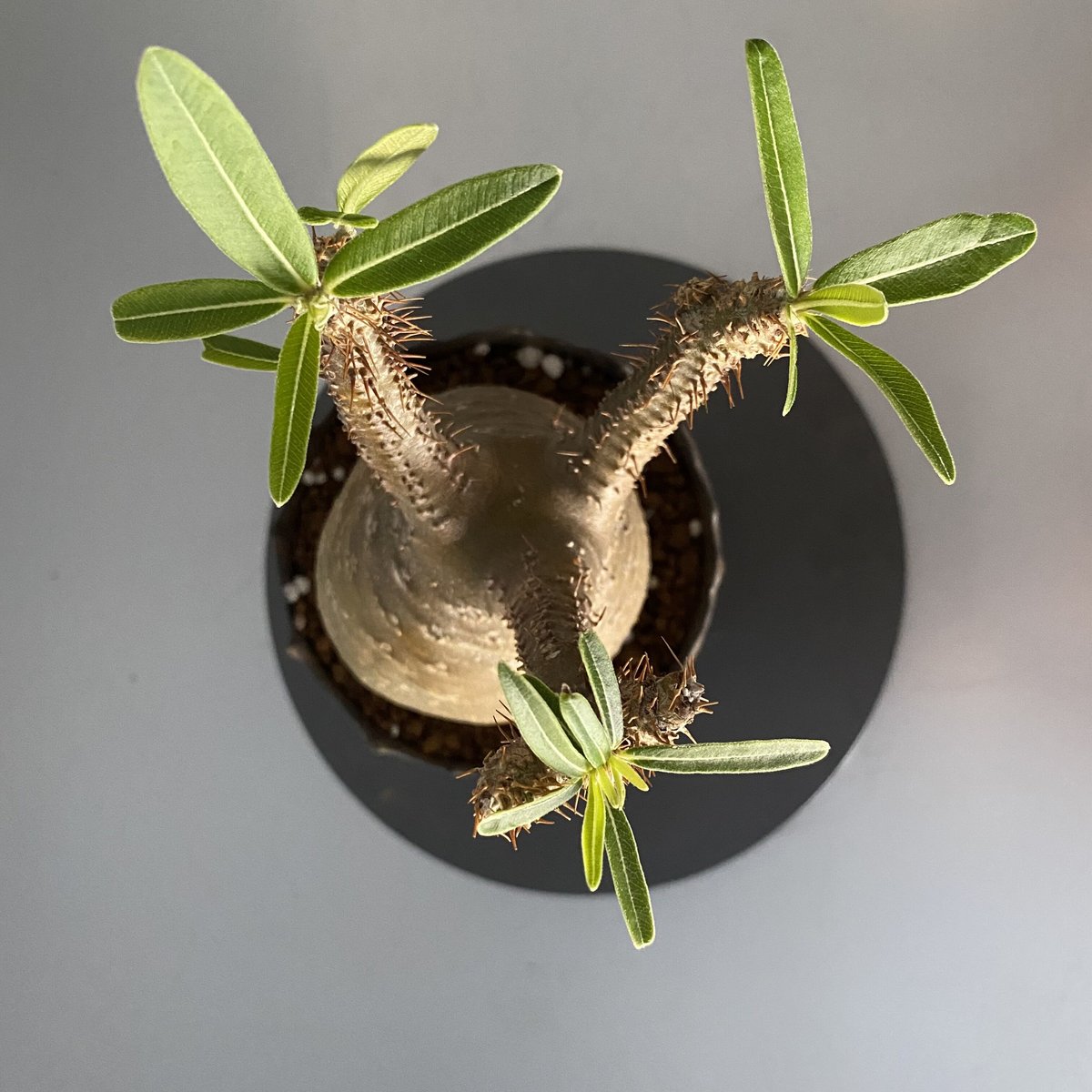 綴化 セッカ 】発根済 グラキリス 現地株 BG-129 × S.N.Pot 綴化 セッカ 】発根済 グラキリス 現地株 BG-129 × S.N.Pot
