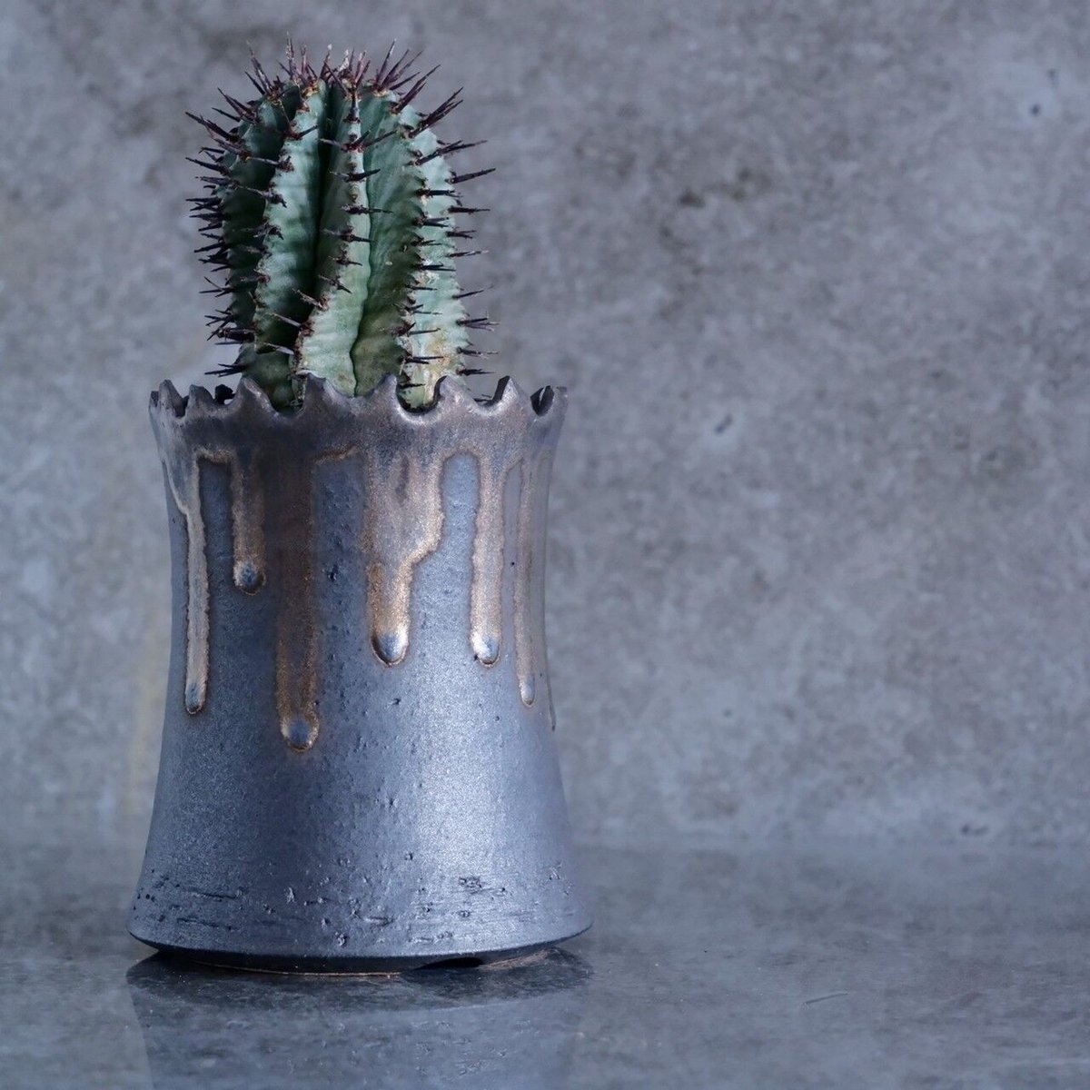 セール中❗️ 御神木に❗️ 長ホリダ　高さ40cm以上　ユーフォルビア ユーフォルビア 黒棘 ホリダ No.13 × S.N.Pot 