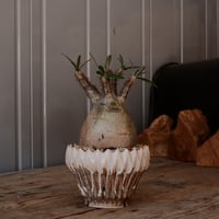 【 φ8.5cm 】グラキリス - 象牙宮 - ［No.244］  × 中野明彦 作 「 KIRIKO」4号 植木鉢 笠間焼