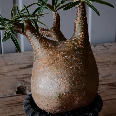 グラキリス φ8cm - 象牙宮 -［No.53］  ×    與那嶺大輔 作 「琉球飛び鉋」3号 植木鉢