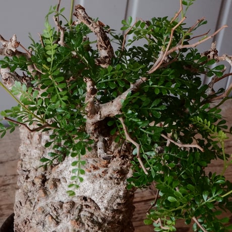 オペルクリカリア パキプス φ 12cm［No.26］  × 杉山悠 作 φ12cm 植木鉢 笠間焼
