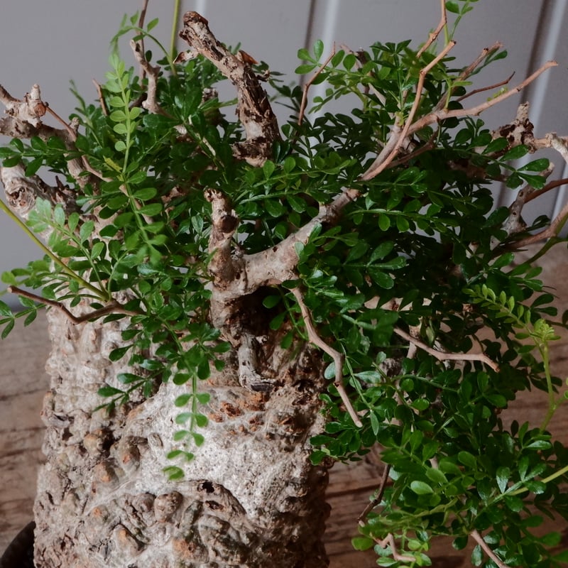 オペルクリカリア パキプス φ 12cm［No.26］ × 杉山悠 作 φ12cm 植木鉢