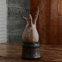 グラキリス - 象牙宮- ［No.167］  ×   根本峻吾 作 S.N POT type.cylinder「 黒焔 - kokuen - 」3号 植木鉢 笠間焼
