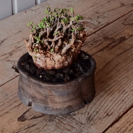 ケラリア ピグマエア 現地株 発根済 ［No.42］  ×   沼野秀章 作「 black wrap 」3号 植木鉢 笠間焼