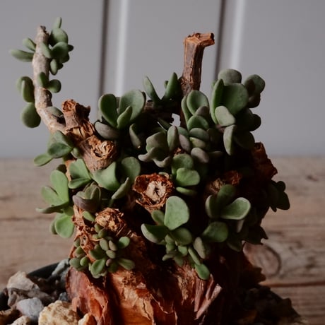 ケラリア ピグマエア 現地株 発根済［No.42］  ×   森田昌求 作 「 CLAW - M - 」 3.5号 植木鉢 笠間焼