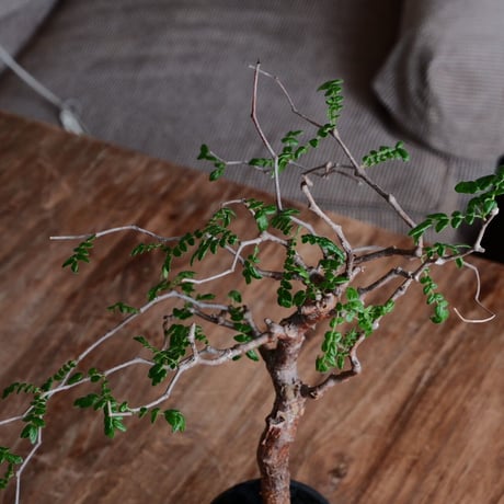 コミフォラ モンストローサ［No.24］  ×  磯部祐介 作「 瓦 - kawara - 闇堕ち tall ver.」3号 植木鉢 笠間焼