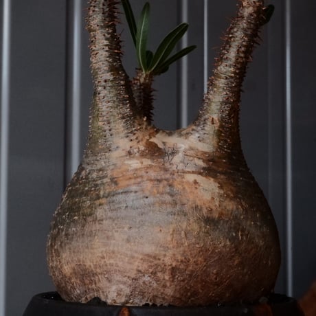 グラキリス φ10cm - 象牙宮 -［No.100］  × 磯部祐介 作「 円 - en - "闇落ち "」3.5号 植木鉢 笠間焼