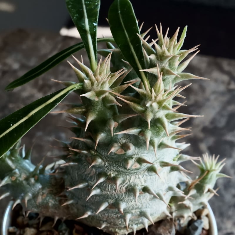 国内実生】パキポディウム・ホロンベンセ［No.02］× 坂本新 作 作品