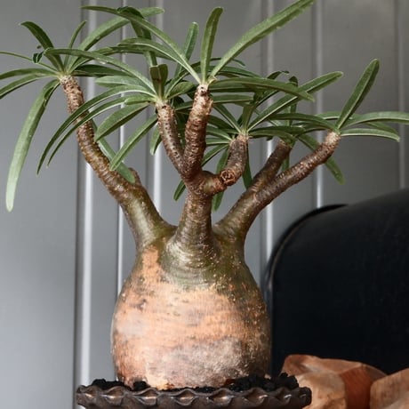 グラキリス φ8.5cm - 象牙宮 -［No.57］  × 磯部祐介 作「 鶏冠 - tosaka - "金剛 tall ver. " 」3号 植木鉢 笠間焼