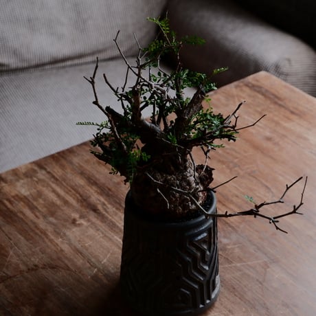 オペルクリカリア パキプス φ9cm［No.21］  ×  根本峻吾 作 S.N POT type.tall「 鐡 - kurogane - 」3号 植木鉢 笠間焼