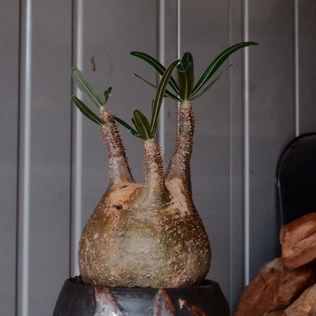 グラキリス φ10cm - 象牙宮 -［No.100］  × 磯部祐介 作「 円 - en - "闇落ち "」3.5号 植木鉢 笠間焼