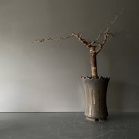 発根済 コミフォラ モンストローサ SN-17 × S.N.Pot "長鉢 " - crown - 4号鉢 ［作家  "根本峻吾"］