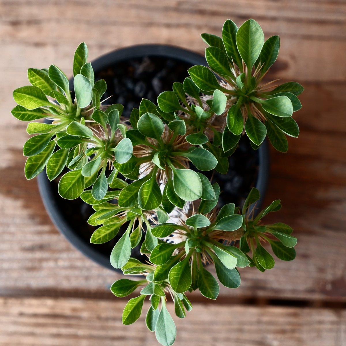 ユーフォルビア ギラウミニアナ 輸入株［No.50］ 4号鉢