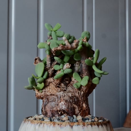 ケラリア ピグマエア［No.45］  × 磯部祐介 作品【 円 - en - "彩り" 】2.5号 植木鉢 笠間焼