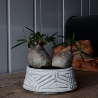 二頭 グラキリス φ14cm  - 象牙宮- ［No.39］  ×   根本峻吾 作 S.N POT type.cylinder - low「 月光ノ鐵」5号 植木鉢 笠間焼