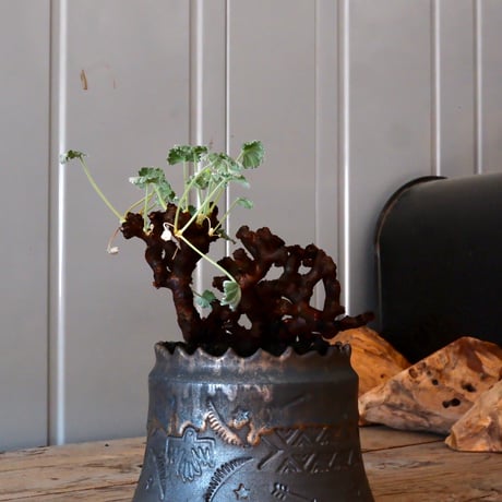 ペラルゴニウム ミラビレ［No.02］  ×   根本峻吾 作 S.N POT type.cylinder「 刻印  -kokuin- 」 4号 植木鉢