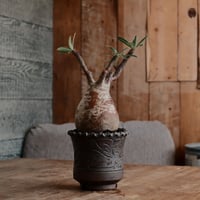 発根済 グラキリス  - 象牙宮 - size M［No.232］  ×  與那嶺大輔 作 「琉球唐草」4号 植木鉢