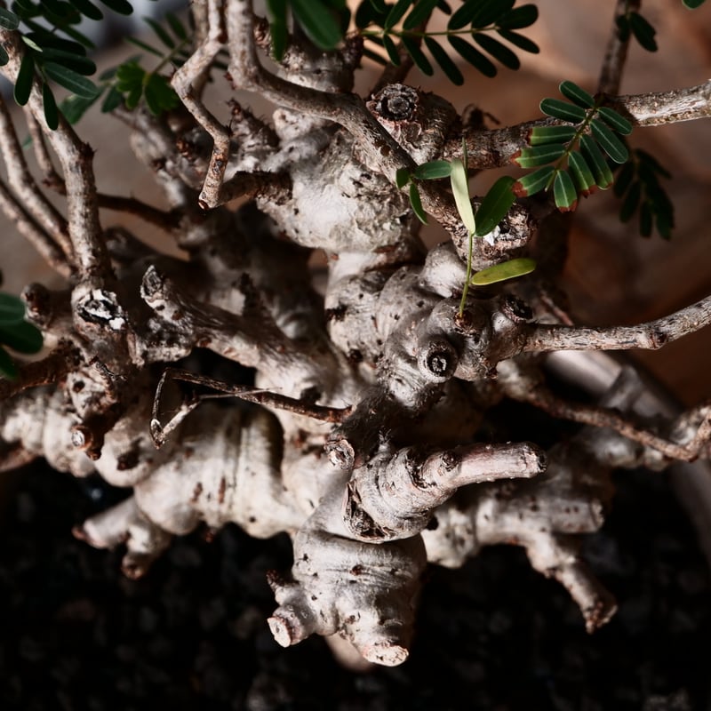 Hazanさん専用センナ メリディオナリス9 センナメリディオナリス | STORES