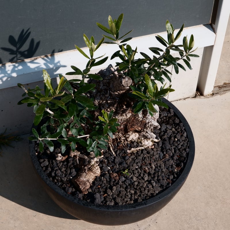 Old Olive 古木オリーブ［No.24］× 10号皿鉢 (φ30cm) | Botani
