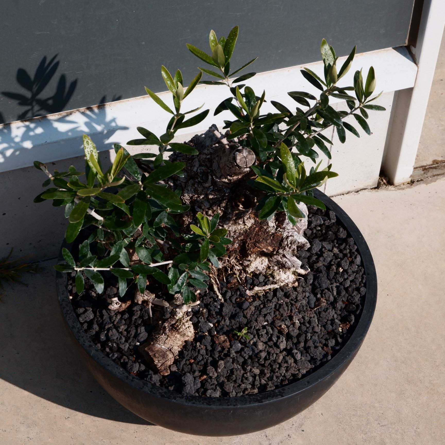 Old Olive 古木オリーブ［No.03］× 10号皿鉢 (φ30cm) | Botani