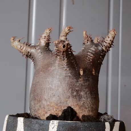 グラキリス φ7cm - 象牙宮 -［No.64］  ×   沼野秀章 作「 黒ニ白 」3号 植木鉢 笠間焼