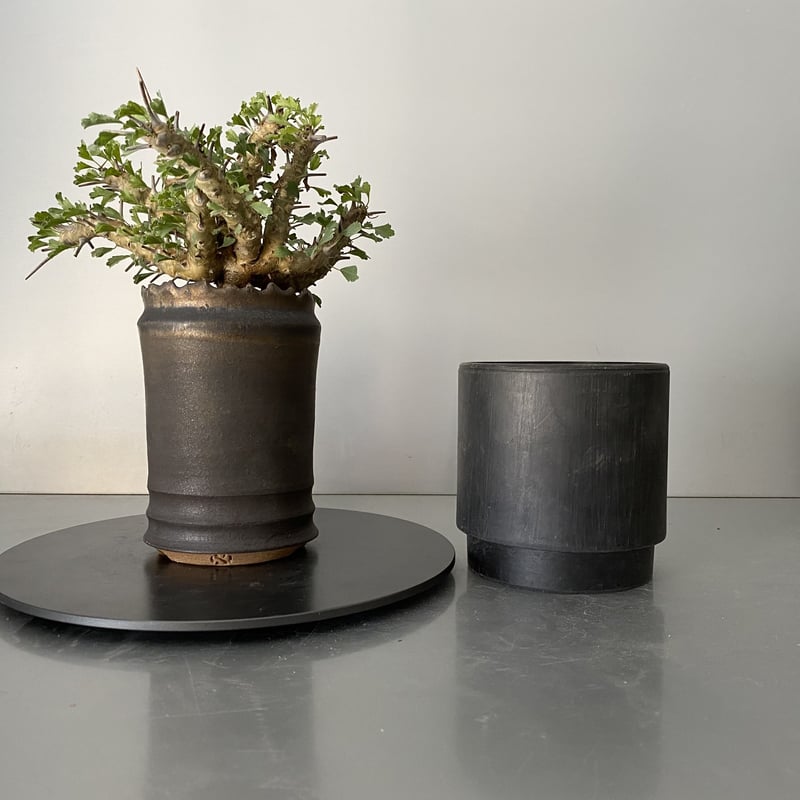 モンソニア サルコカウロン クラシカウレ 発根済 現地株 MS-01 × S.N.