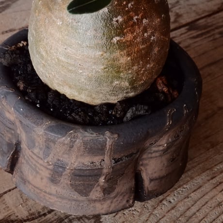グラキリス φ8cm - 象牙宮 - ［No.68］  ×   沼野秀章 作「 black wrap 」3.5号 植木鉢 笠間焼