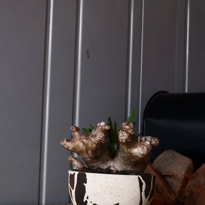 パキポディウム ブレビカリックス 輸入株 発根済［No.9］ × 沼野秀章