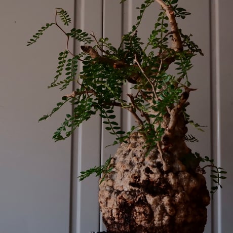オペルクリカリア パキプス φ 13cm［No.03］  ×   根本峻吾 作 S.N POT  type.slim「 月光ノ爪牙 」 5号 植木鉢 笠間焼