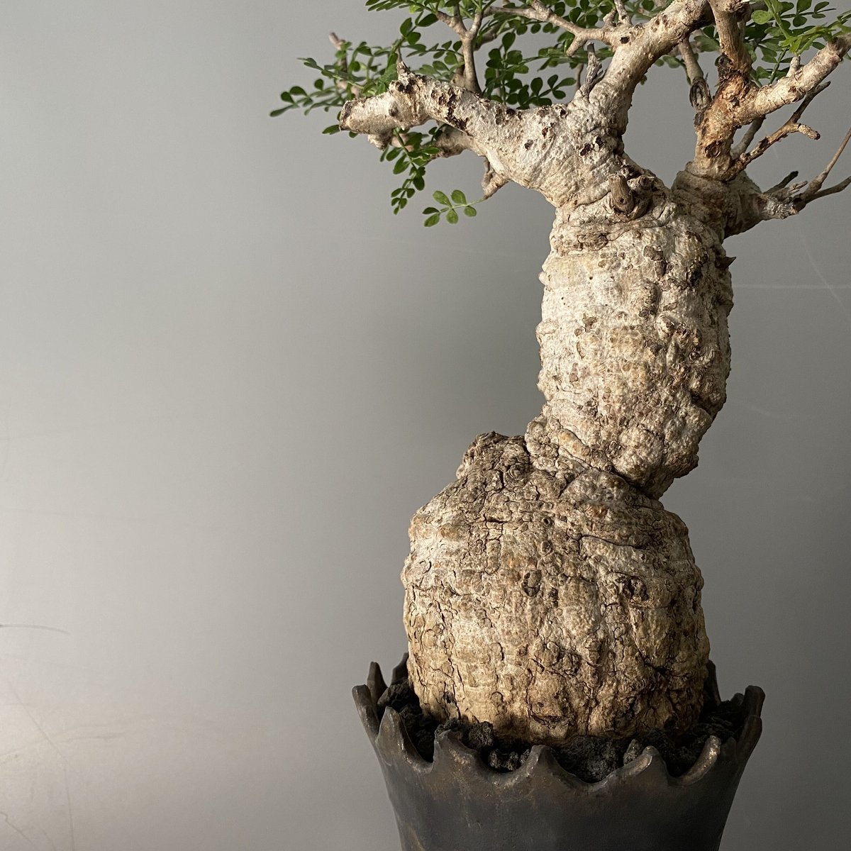 発根済 パキプス P41 × S.N.Pot 