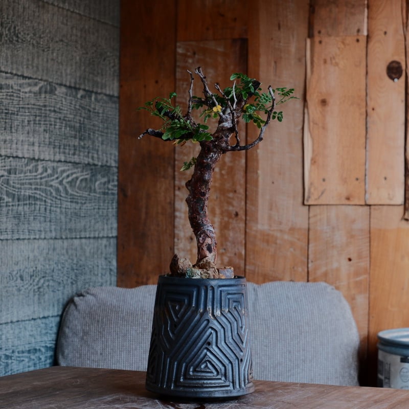 コミフォラ モンストローサ［No.43］ × 根本峻吾 作 S.N POT type.ta