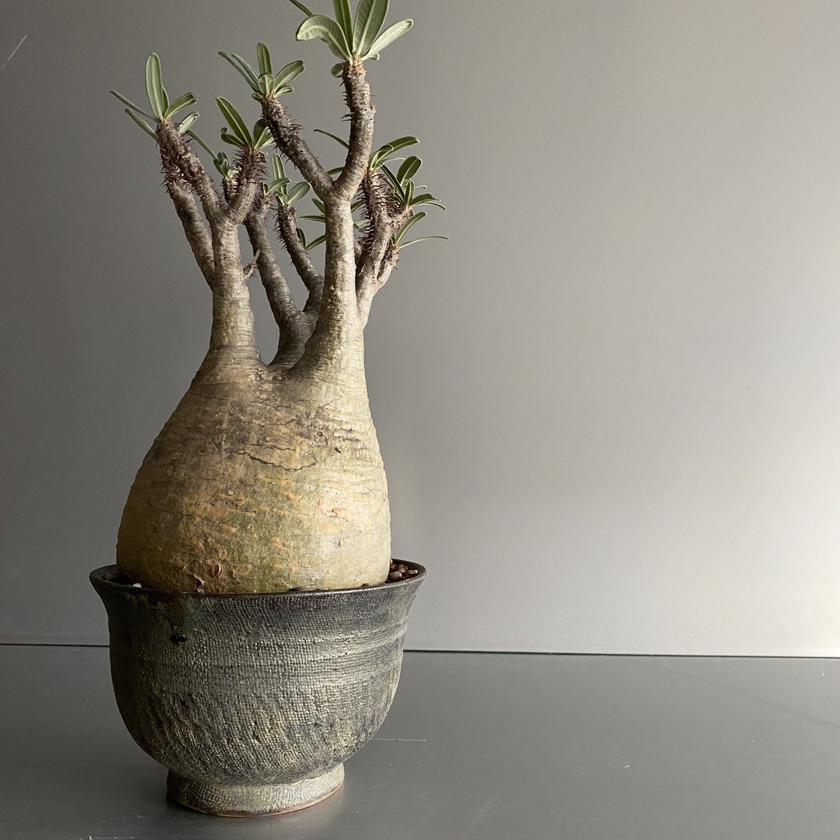 グラキリス【コレクション株】 Gracilius M グラキリス 中〜大サイズ - C76 | Botanical Holic