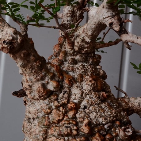 オペルクリカリア パキプス φ 11cm［No.23］  × 磯部祐介 作「 円 - 闇堕ち - "飛び鉋"」4号 植木鉢 笠間焼