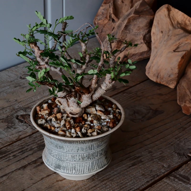 センナ メリディオナリス 現地株 発根済［No.30］ × 森田昌求 作