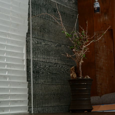 コミフォラ シンプリキフォリア M［No.51］  ×   磯部祐介 作「 瓦 - kawara - " 金剛 tall ver. " 」4号 植木鉢 笠間焼