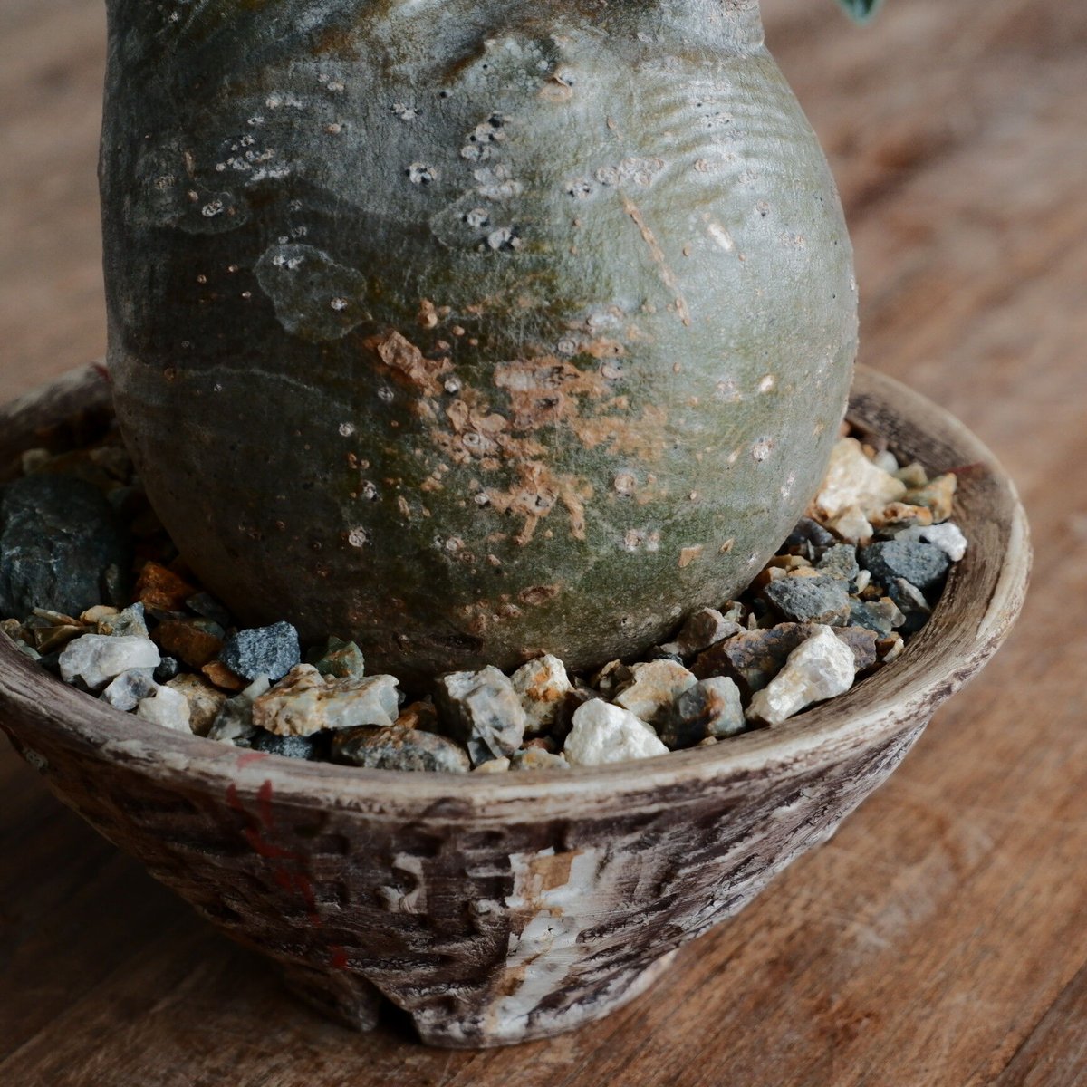 グラキリス - 象牙宮 -［No.165］ × 沼野秀章 作「 刻ム音 」4.5号 植木