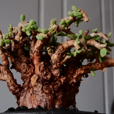 ケラリア ピグマエア［No.77］  × 沼野秀章 作品【  Black Wrap 】3号 植木鉢 笠間焼