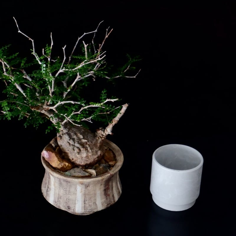 超扁平 蟹型 オペルクリカリア パキプス［No.13］ × 沼野秀章 作 「刻