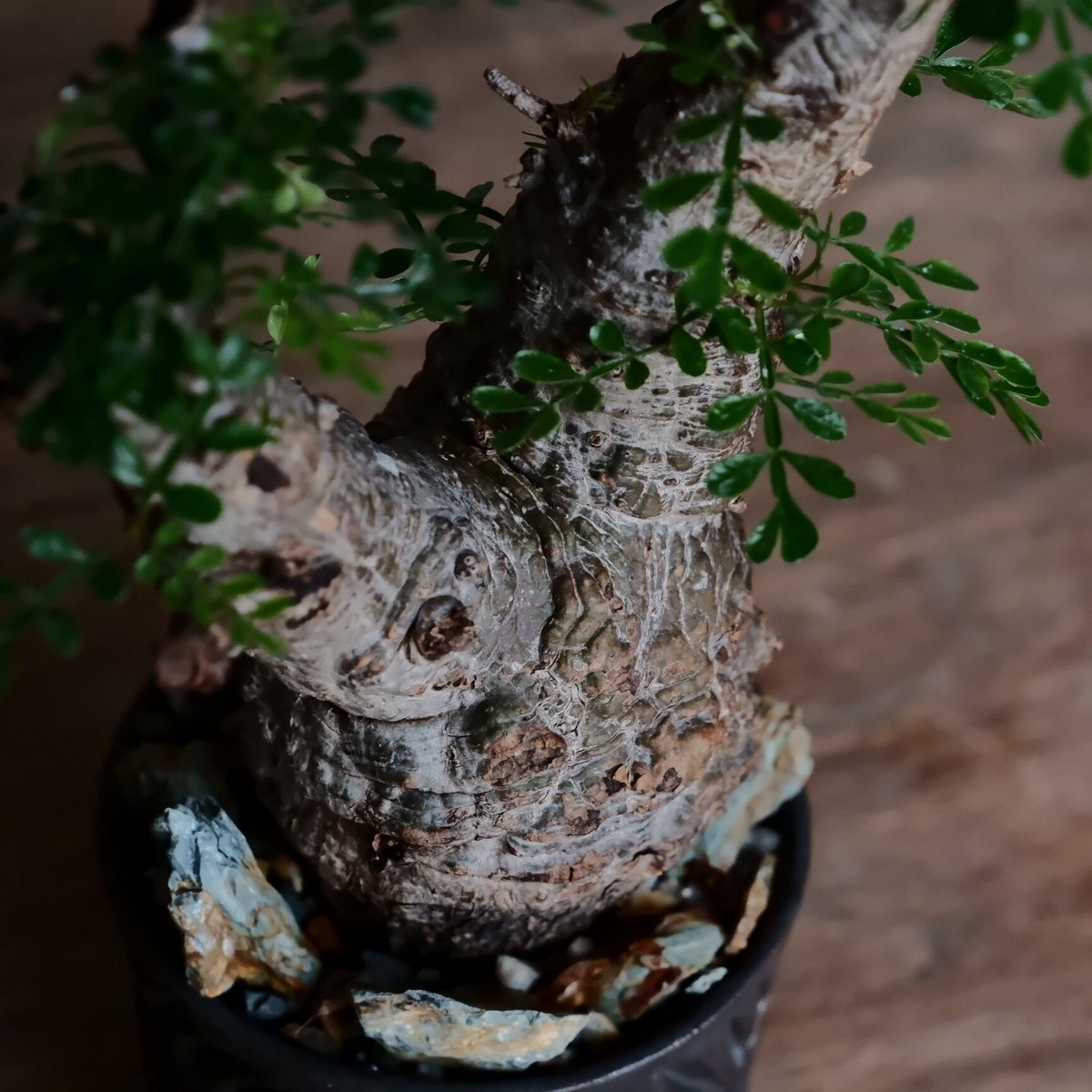 No.084&085 オペルクリカリアパキプス Incomplete pot