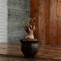 ユーフォルビア ラバティ［No.62］  ×   沼野秀章 作「 black wrap 」3号 植木鉢 笠間焼