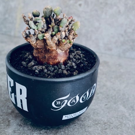 ケラリア ピグマエア No.04  ×   " EartH POWER " DESIGN POT / BLACK