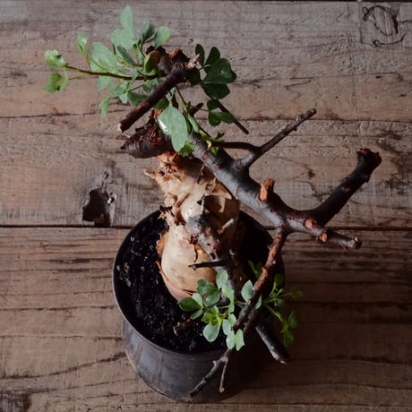 コミフォラ カタフ ピュア［No.02］  × 杉山悠 作 φ10.5cm 植木鉢 笠間焼