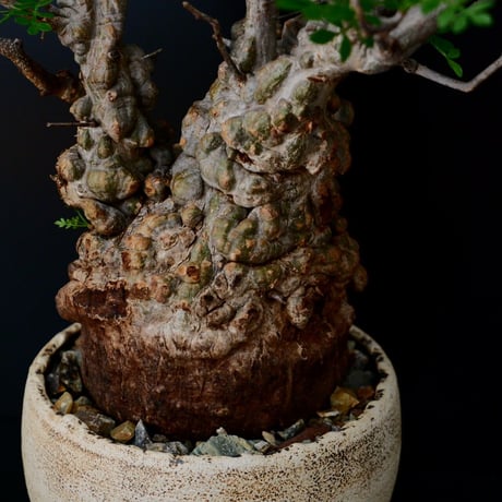 発根済 オペルクリカリア パキプス ［No.11］×  根本峻吾 作 S.N.POT「帷 - tobari - 」笠間焼 植木鉢