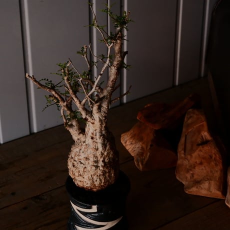 オペルクリカリア パキプス φ10cm［No.17］  ×   根本峻吾 作 S.N POT type.slim「 雷電 」 4号 植木鉢