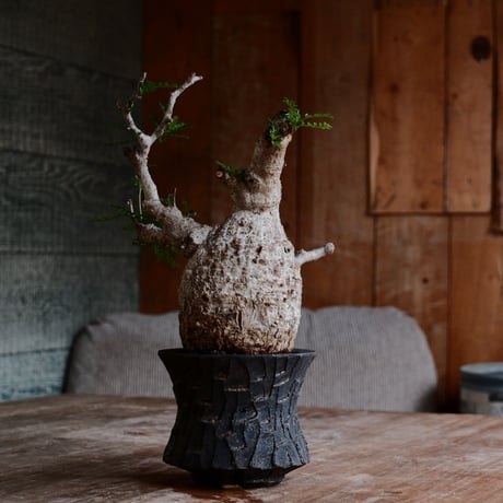 オペルクリカリア パキプス［No.45］  ×   沼野秀章 作「 black wrap 」3.5号 植木鉢 笠間焼