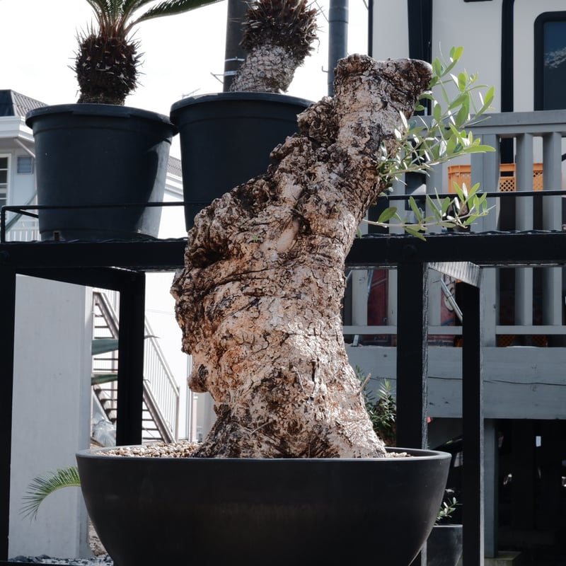 【ヤ取】≪ZT279ジ≫ 天然木台 塊根置台 幅47cm 奥行30cm 高さ18cm 重量約6.6kg 原木不明 自然木/飾り台/花台/根卓/テーブル/オブジェ/華道/茶道/盆栽 ヤ取】≪ZT279ジ≫ 天然木台 塊根置台 幅47cm 奥行30cm 高さ18cm 重量